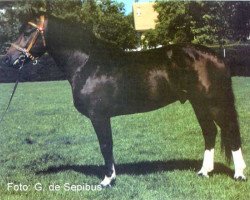 stallion Hybrid (Freiberger, 1993, from Hybris)