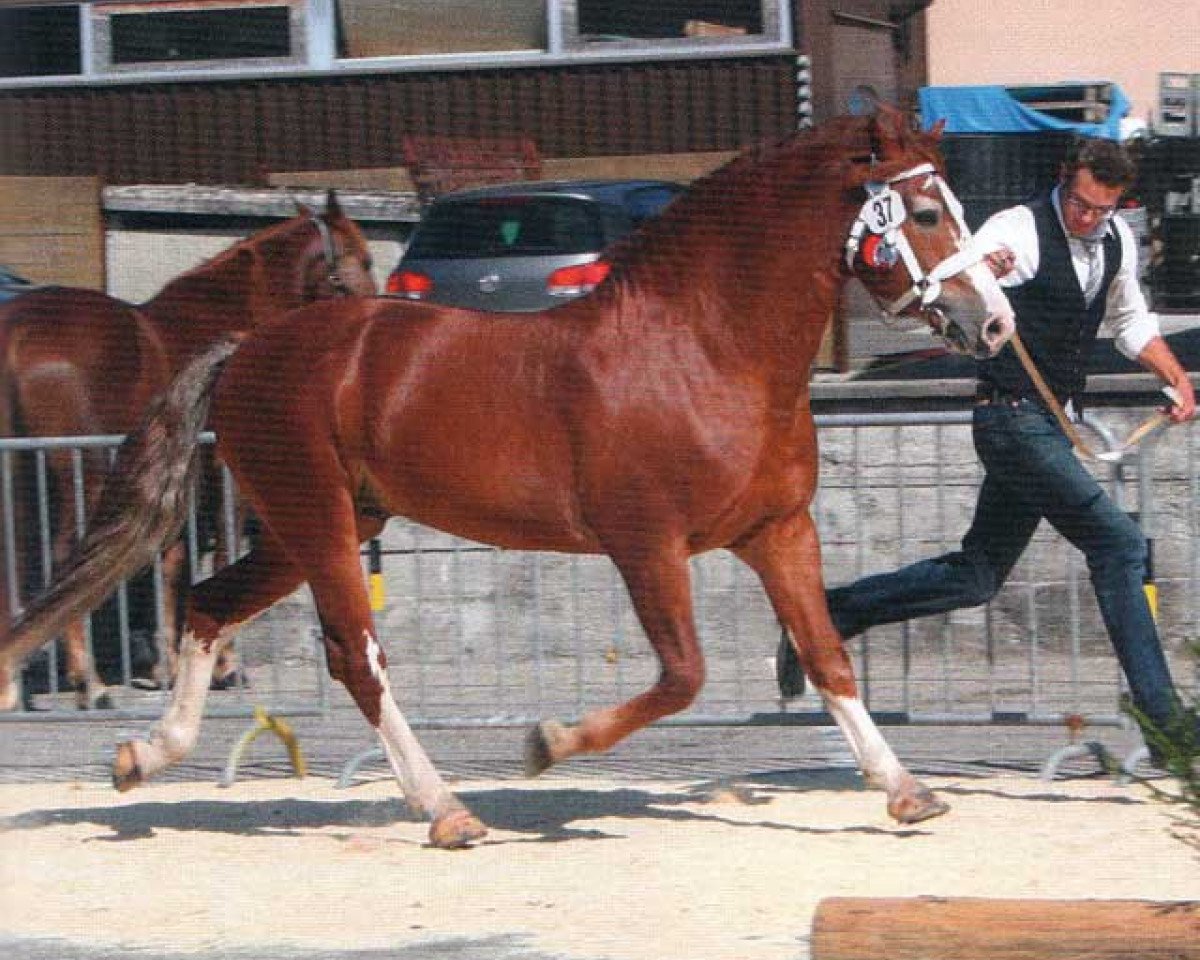 Deckhengst Hippie (Freiberger, 2001, von Havane)
