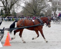 Deckhengst Hiloire (Freiberger, 2007, von Hébron)