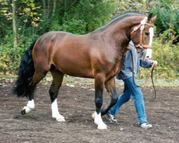 Pferd Havane (Freiberger, 1996, von Hendrix)