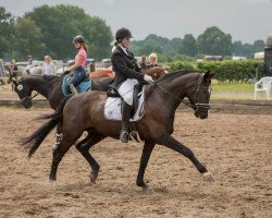 broodmare Roche (Hanoverian, 2000, from Rotspon)