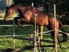 jumper Figari Royal (Oldenburg show jumper, 2015, from Figari)