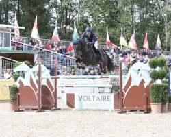 jumper My Moneypenny (Oldenburg show jumper, 2013, from HH Messenger)