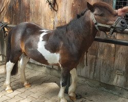 stallion Bonito (Shetland Pony, 1998, from Brabant)