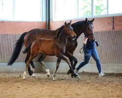 broodmare Elsa (Westphalian, 2019, from Escamillo)