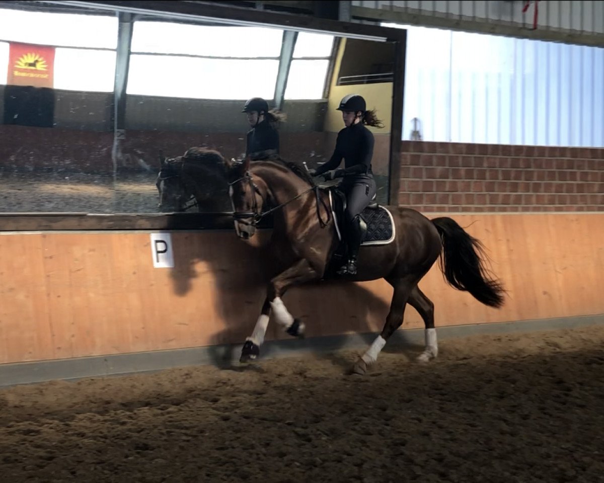 dressage horse Sir Frederiko S (Rhinelander, 2015, from Sir Heinrich OLD)