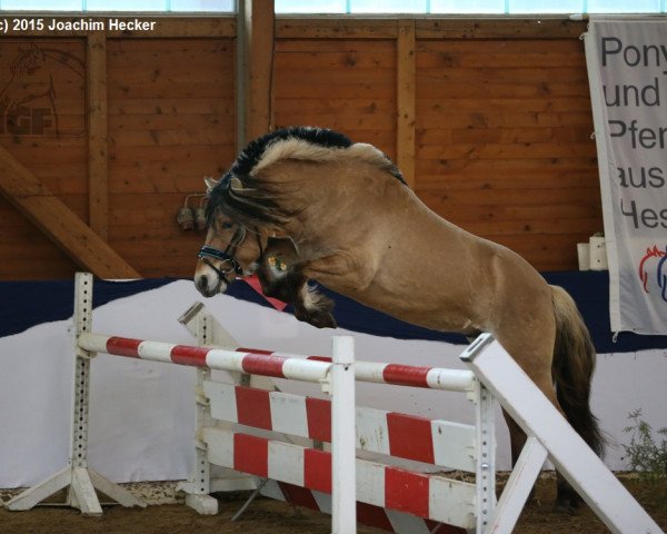 horse Sorley (Fjord Horse, 2012, from Stedjeblakken)