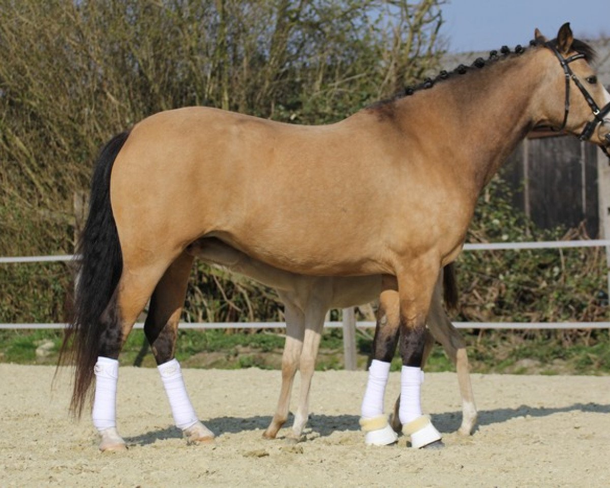 broodmare Blue Eyes (German Riding Pony, 2008, from Noir de Luxe)