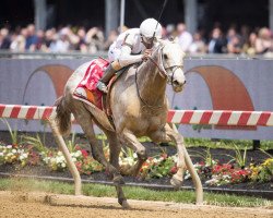 horse New York Central xx (Thoroughbred, 2015, from Tapit xx)