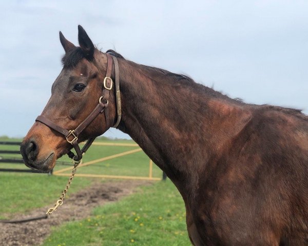 broodmare Liable xx (Thoroughbred, 1995, from Seeking the Gold xx)