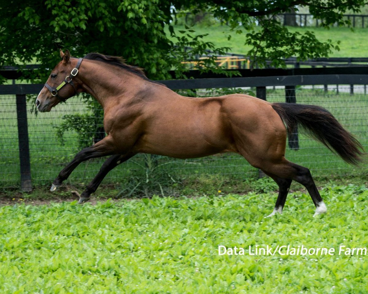 stallion Data Link xx (Thoroughbred, 2008, from War Front xx)