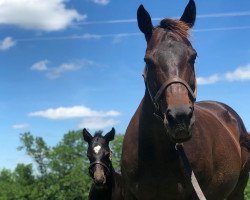 broodmare Trophy Wife xx (Thoroughbred, 2009, from Giant's Causeway xx)