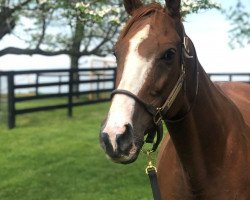 broodmare Moonlight Sky xx (Thoroughbred, 2013, from Sky Mesa xx)