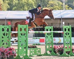 jumper Cabanus (Oldenburg show jumper, 2005, from Cartoon)