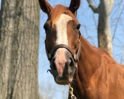 broodmare Heath xx (Thoroughbred, 2012, from Pulpit xx)