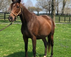 broodmare Sward xx (Thoroughbred, 2011, from Indian Charlie xx)