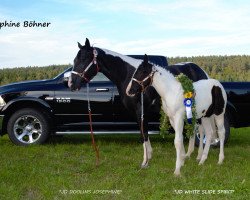 broodmare JD Doolins Josephine (Paint Horse, 2012, from Doolins Hotrodder)