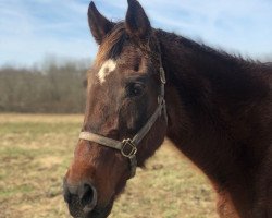 broodmare Preach xx (Thoroughbred, 1989, from Mr. Prospector xx)