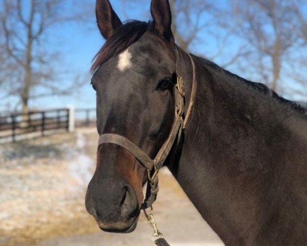 broodmare Vexed xx (Thoroughbred, 2011, from Arch xx)