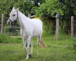 broodmare Amirah (Arabian thoroughbred, 2007, from Gaibon Ben Mors ox 2735)