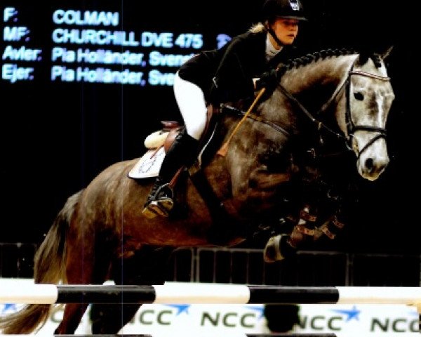 horse Volstrups Colline (Danish Warmblood, 2007, from Colman)