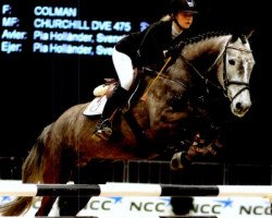 Pferd Volstrups Colline (Dänisches Warmblut, 2007, von Colman)