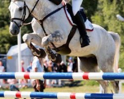 Pferd Volstrups Casey (Dänisches Warmblut, 1999, von Calato)