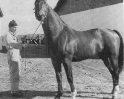 stallion Atlantic DH 159 (Hanoverian, 1964, from Abglanz)