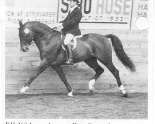stallion Luxemburg (Hanoverian, 1973, from Lukas)
