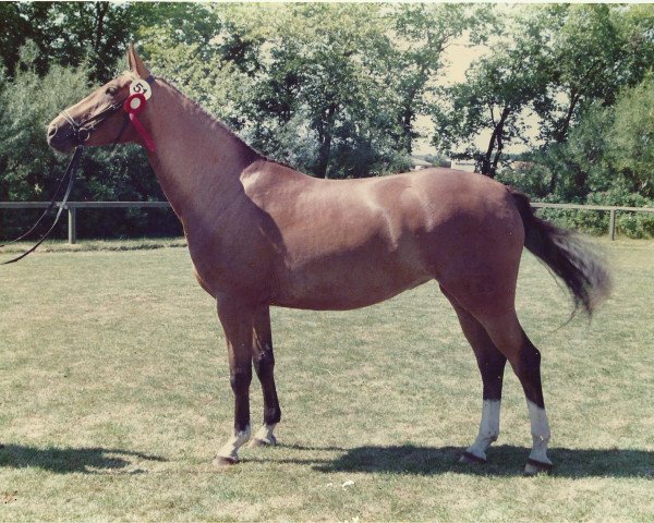 Zuchtstute Linette (Dänisches Warmblut, 1986, von Leonardo II)