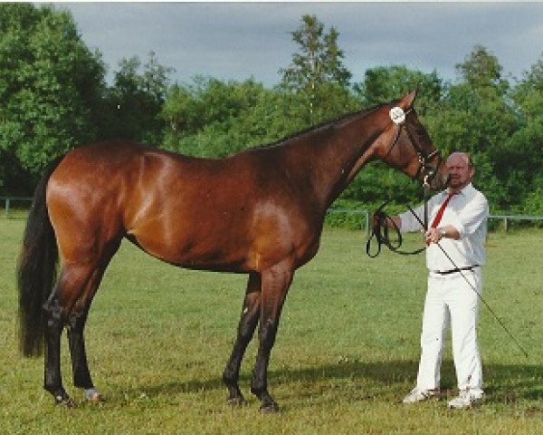 Zuchtstute Sidsel (Dänisches Warmblut, 1993, von Sidney)