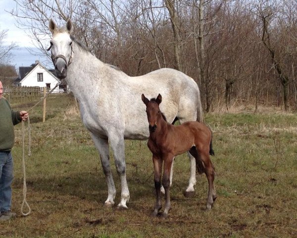 Zuchtstute Volstrups Cartia (Dänisches Warmblut, 2000, von Calato)