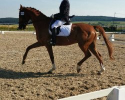 dressage horse Washington 164 (Hanoverian, 2010, from Wolkentanz I)