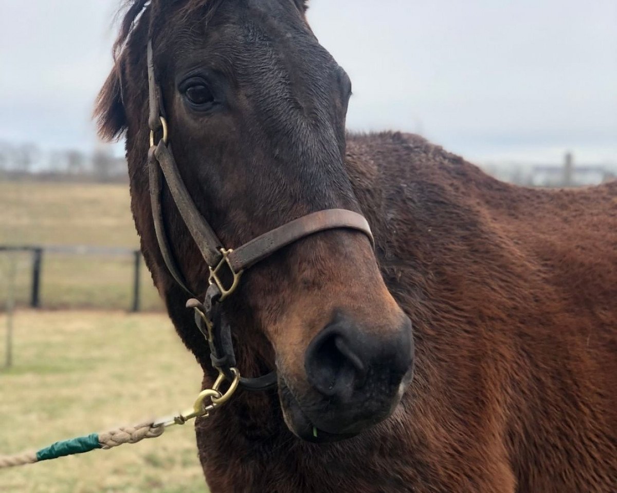 broodmare Praise xx (Thoroughbred, 1994, from Mr. Prospector xx)