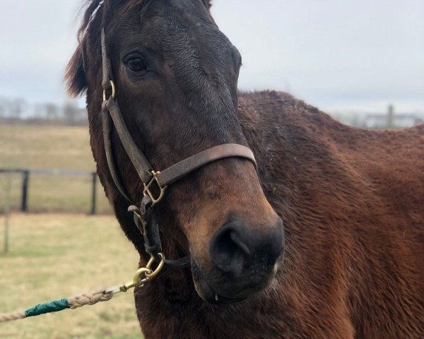 broodmare Praise xx (Thoroughbred, 1994, from Mr. Prospector xx)