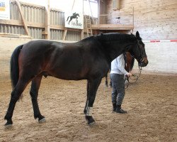 jumper Spicelot (KWPN (Royal Dutch Sporthorse), 1999)