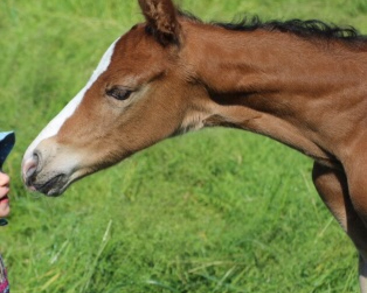 dressage horse Emilo DB (Westphalian, 2015, from Escolar)