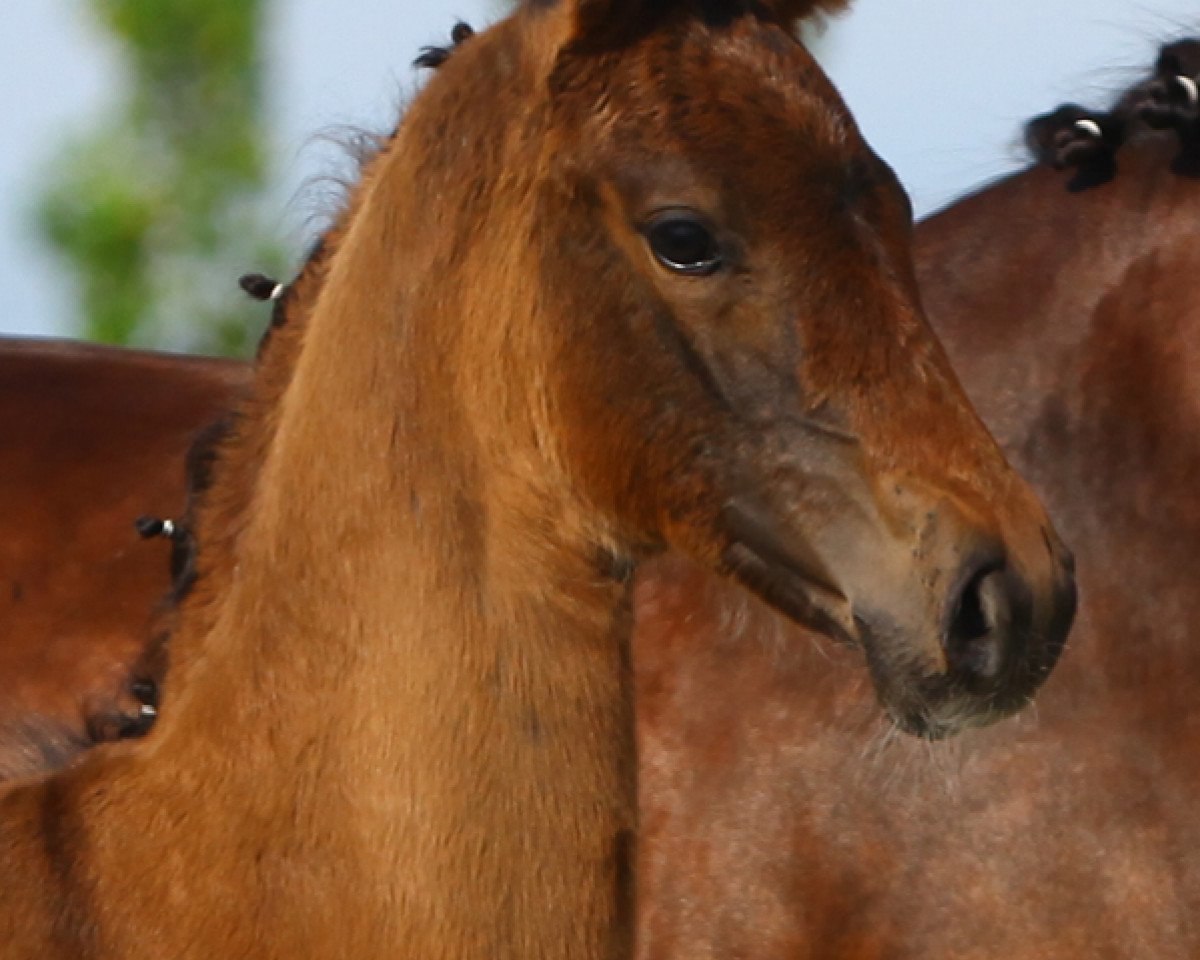 Dressurpferd Josie (Jovian x Jazz) (Westfale, 2019, von Jovian)