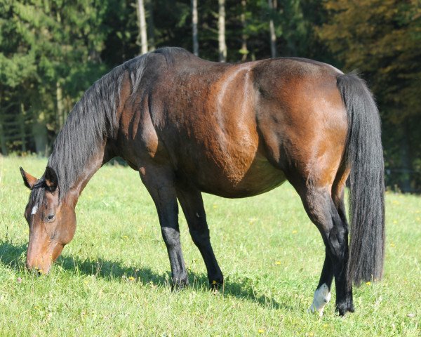 Springpferd Carlotta (Hannoveraner, 2004, von Contendro I)