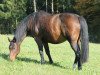 jumper Carlotta (Hanoverian, 2004, from Contendro I)