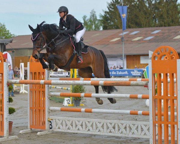 jumper Face (Hanoverian, 2009, from For Edition)