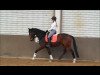 dressage horse Garlando 4 (KWPN (Royal Dutch Sporthorse), 2011)