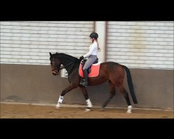 Dressurpferd Garlando 4 (KWPN (Niederländisches Warmblut), 2011)