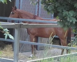 Pferd L`Amour Toujours (Oldenburger, 2006, von Daddy Cool)