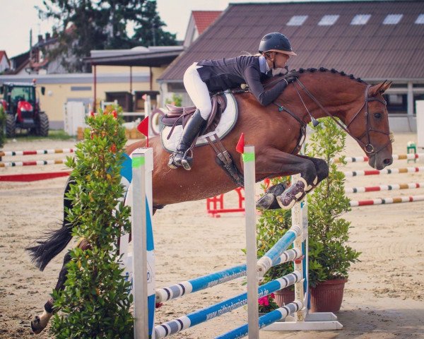 jumper Camargos-Prinz (German Sport Horse, 2015, from Camargo 2)