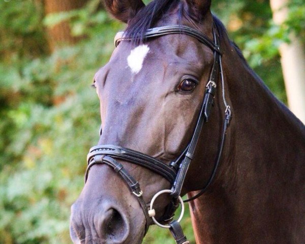 dressage horse Belmiro 3 (Hanoverian, 2010, from Bonifatius)