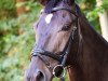 dressage horse Belmiro 3 (Hanoverian, 2010, from Bonifatius)