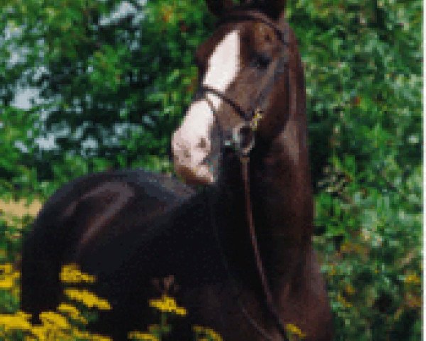 stallion Burlington S (German Riding Pony, 1991, from Brillant)