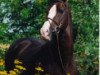 stallion Burlington S (German Riding Pony, 1991, from Brillant)