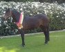 broodmare Ladina (German Riding Pony, 2005, from Cyriac WE)